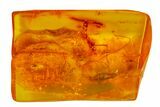 Detailed Fossil Daddy Longleg and Fly in Baltic Amber #163464-1